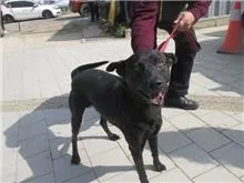 混種犬