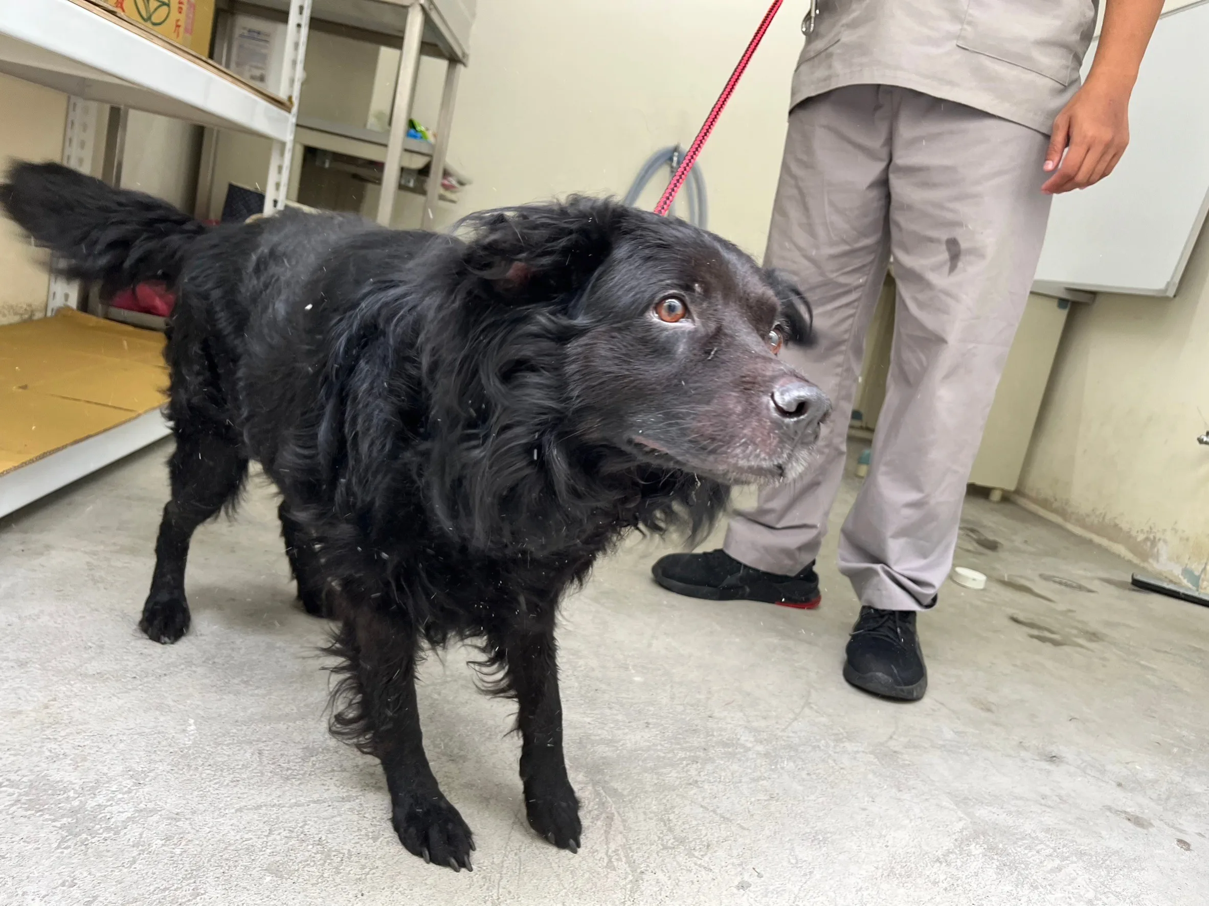 混種犬