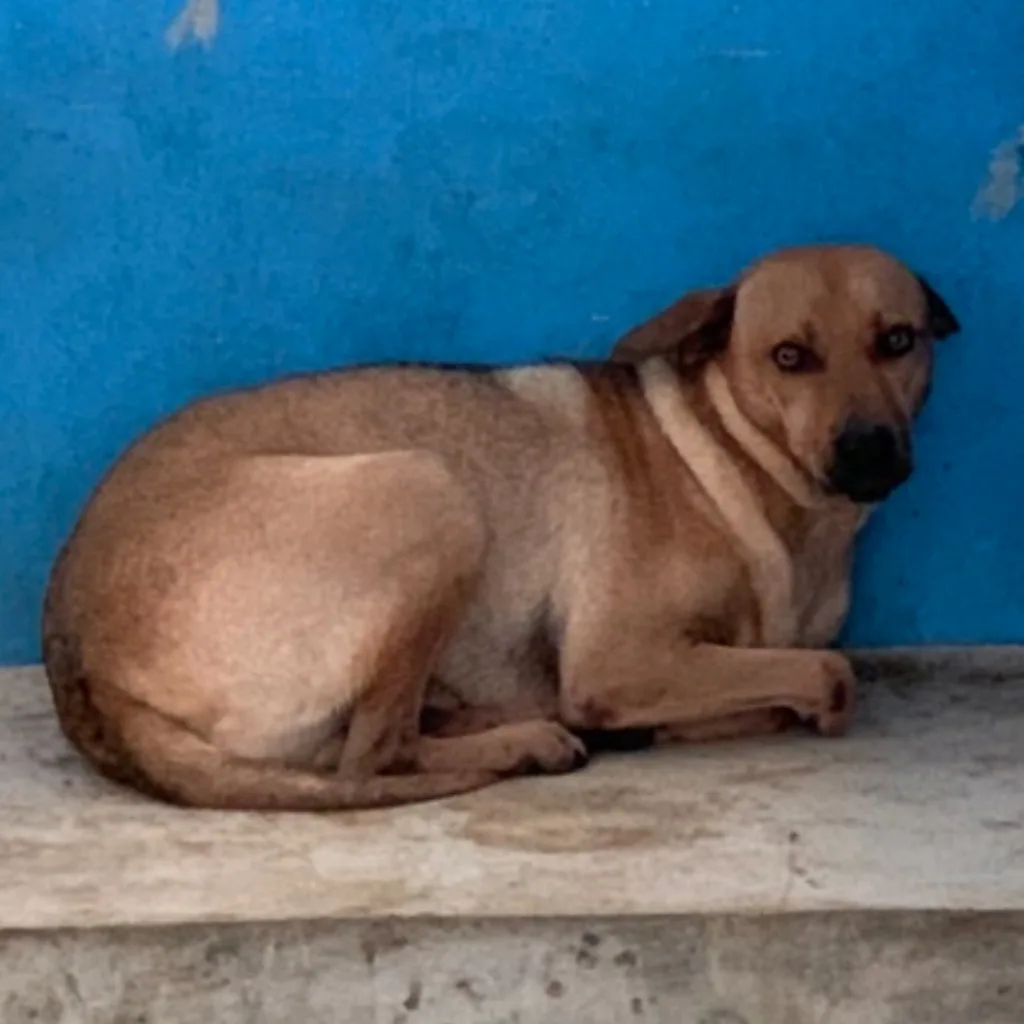 混種犬
