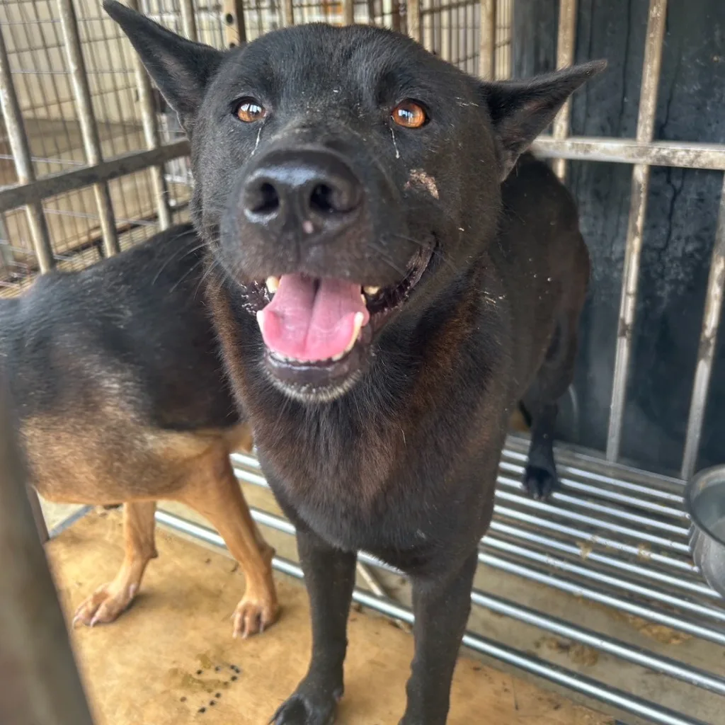 混種犬