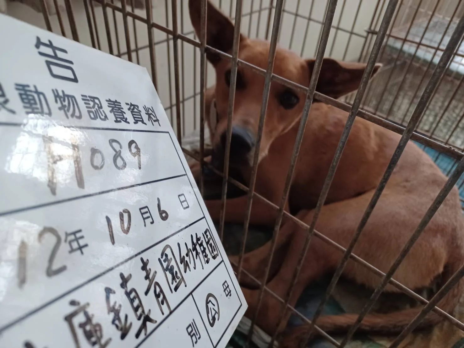 混種犬