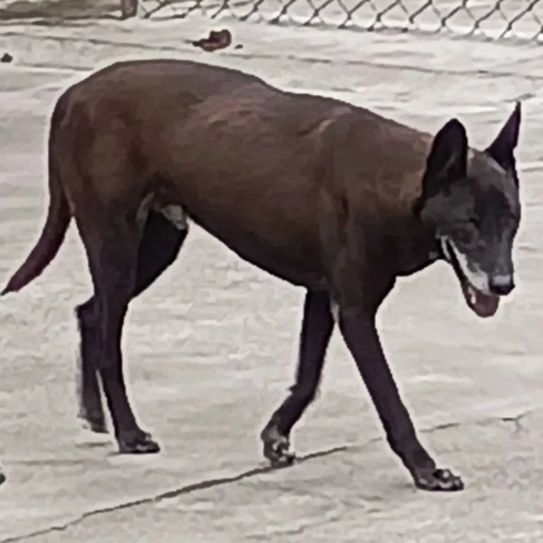 混種犬