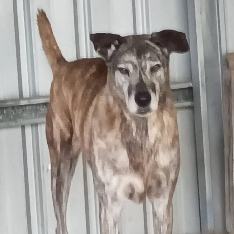 混種犬