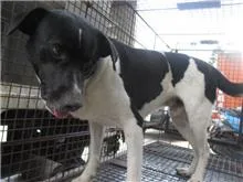 混種犬