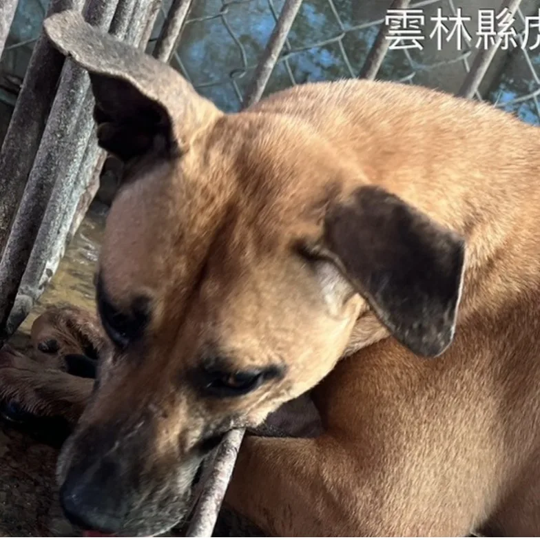混種犬