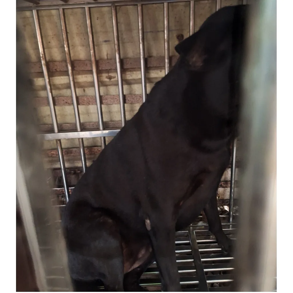 混種犬