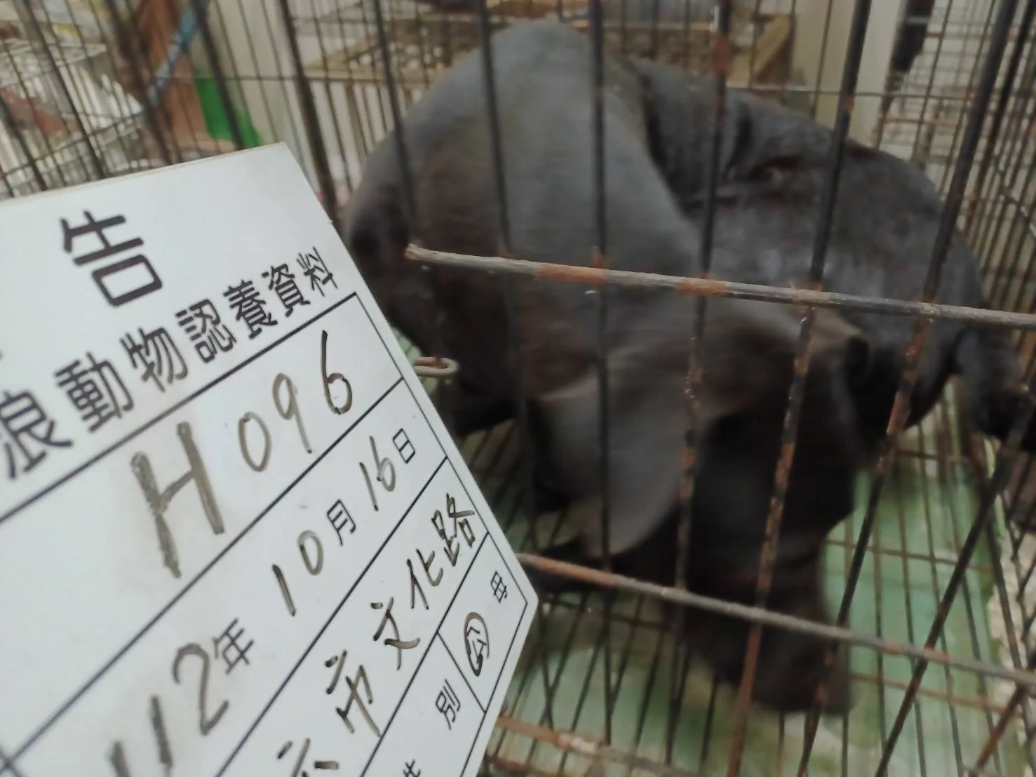混種犬