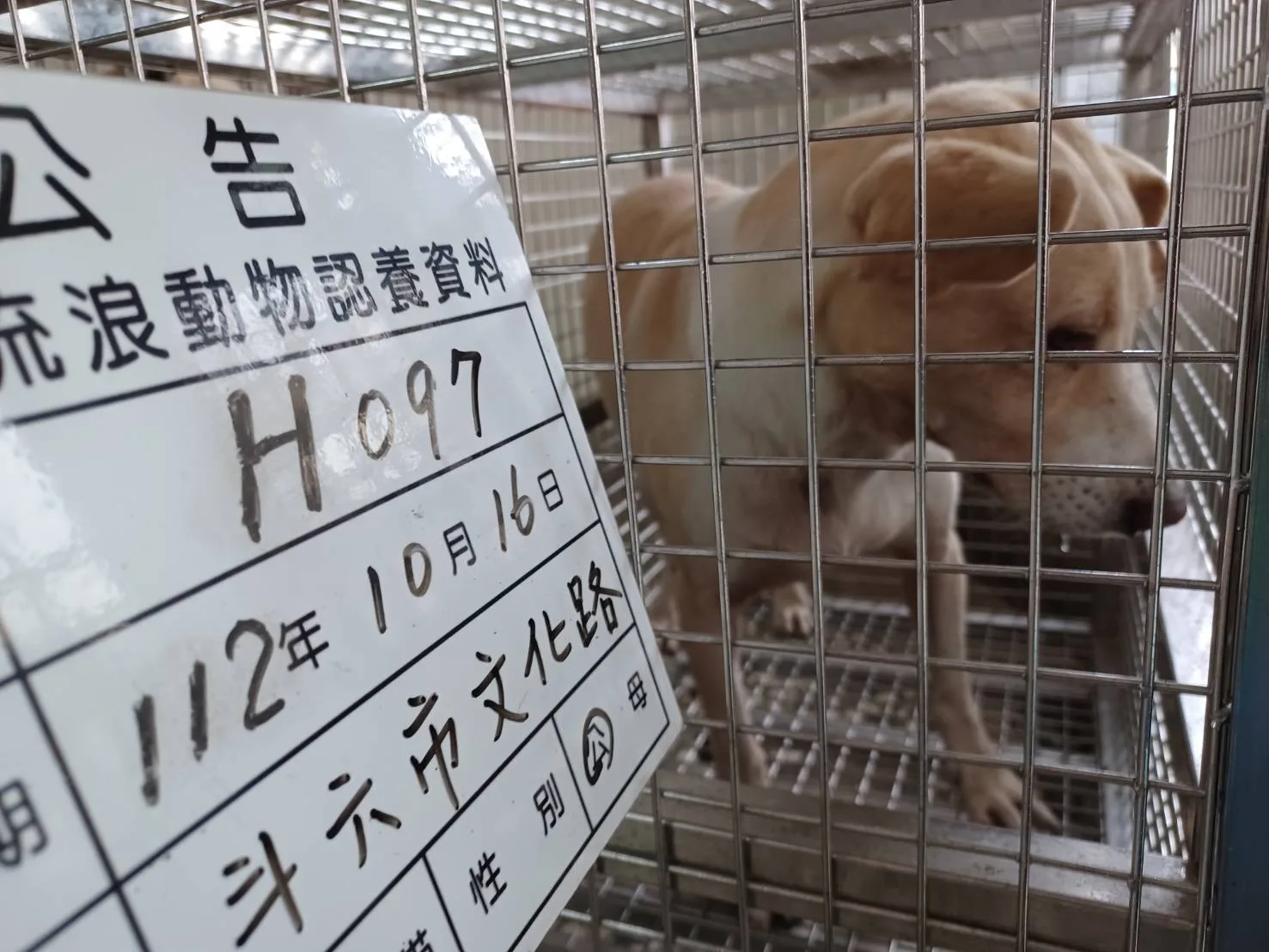 混種犬