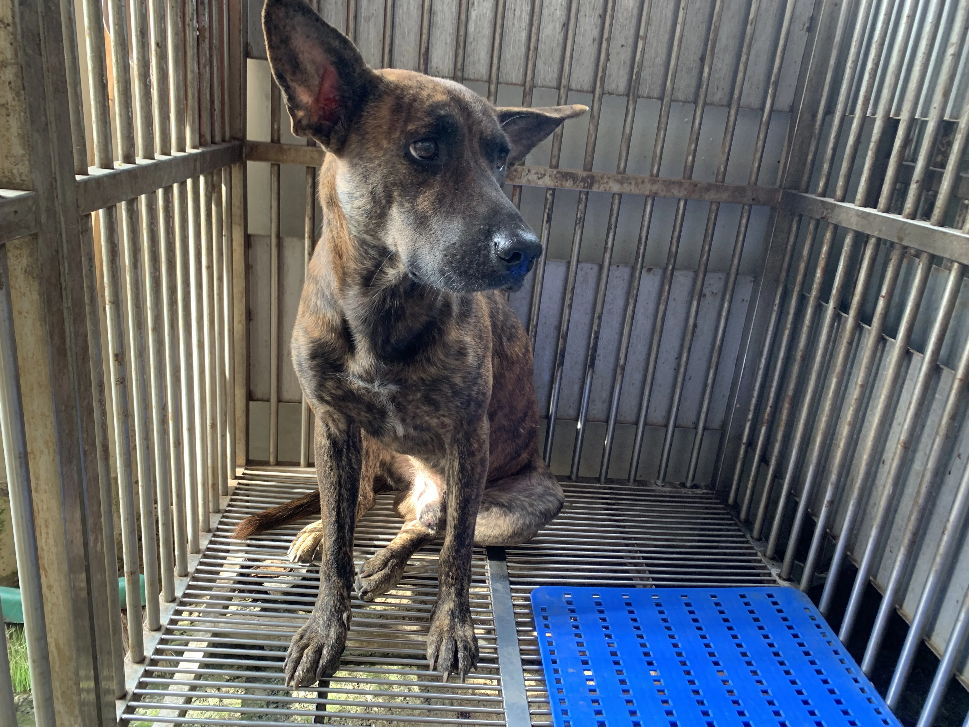 台灣犬