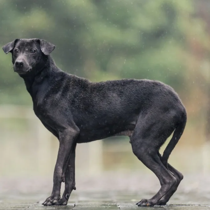 混種犬