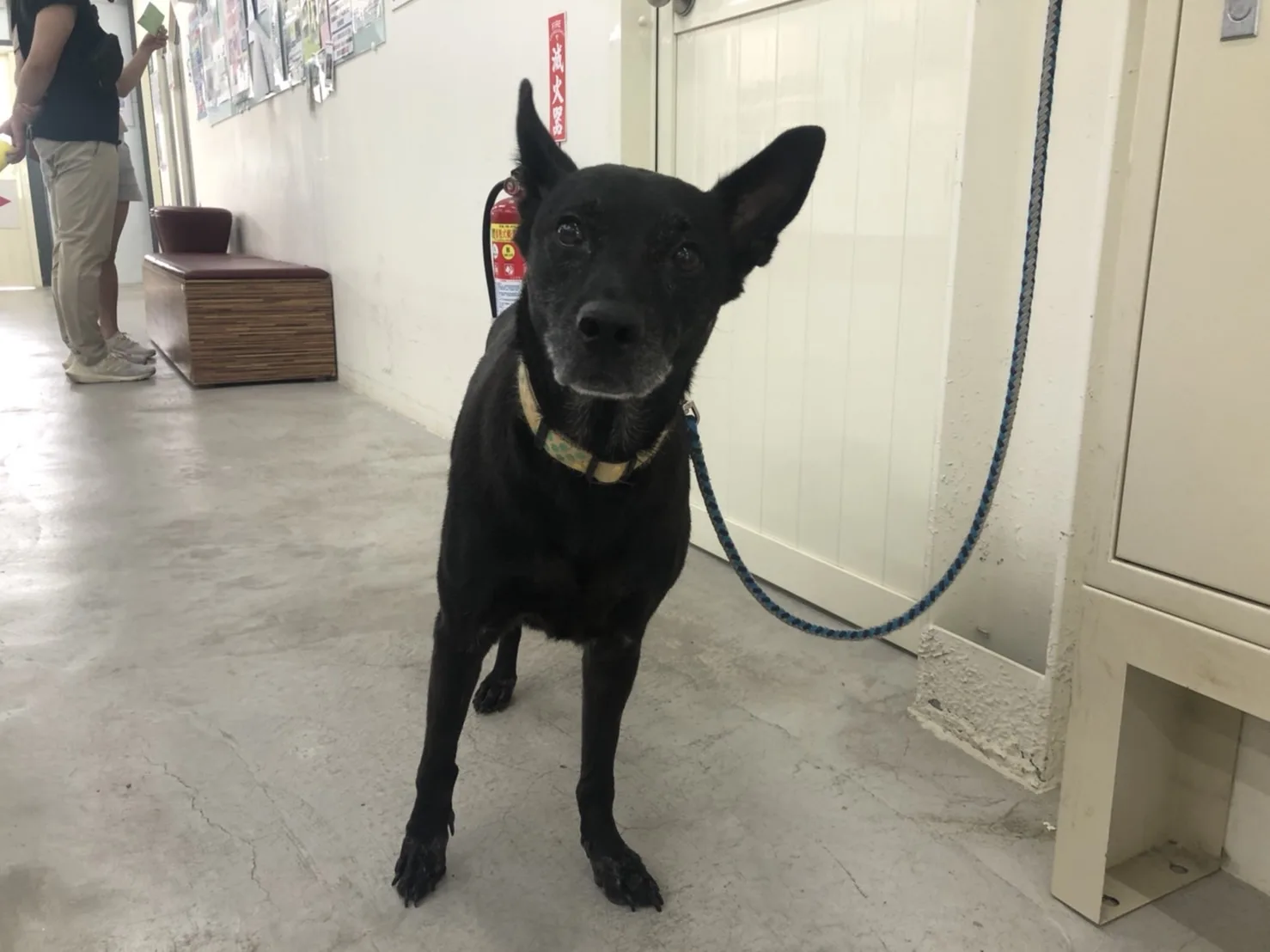 混種犬