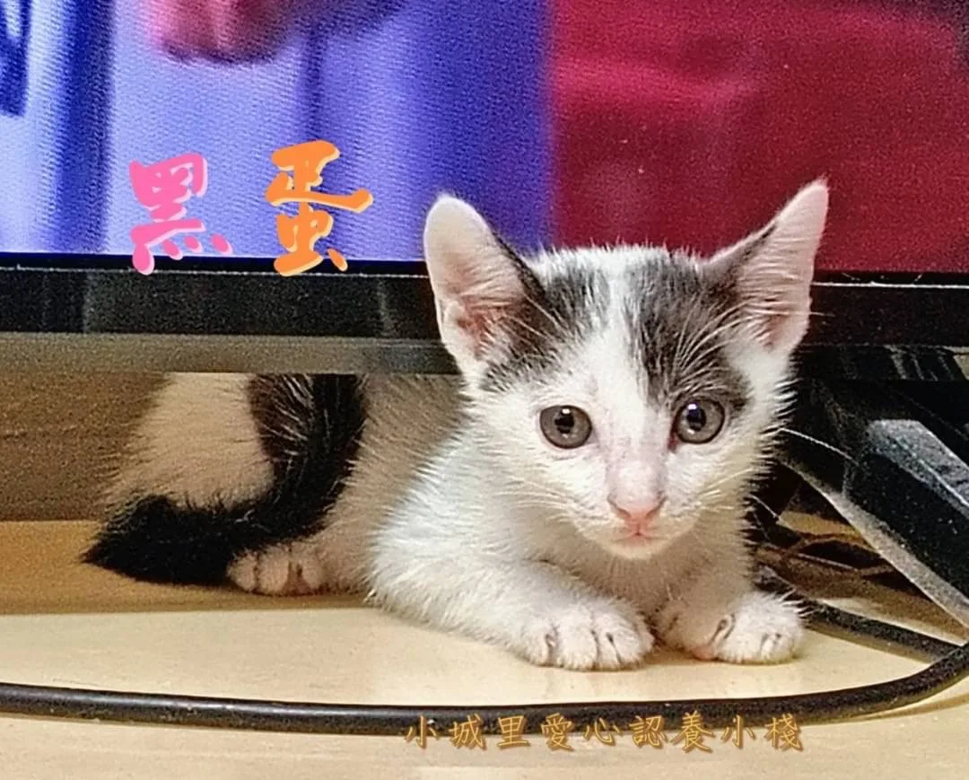 混種貓