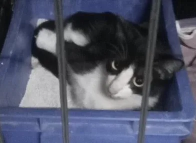 混種貓