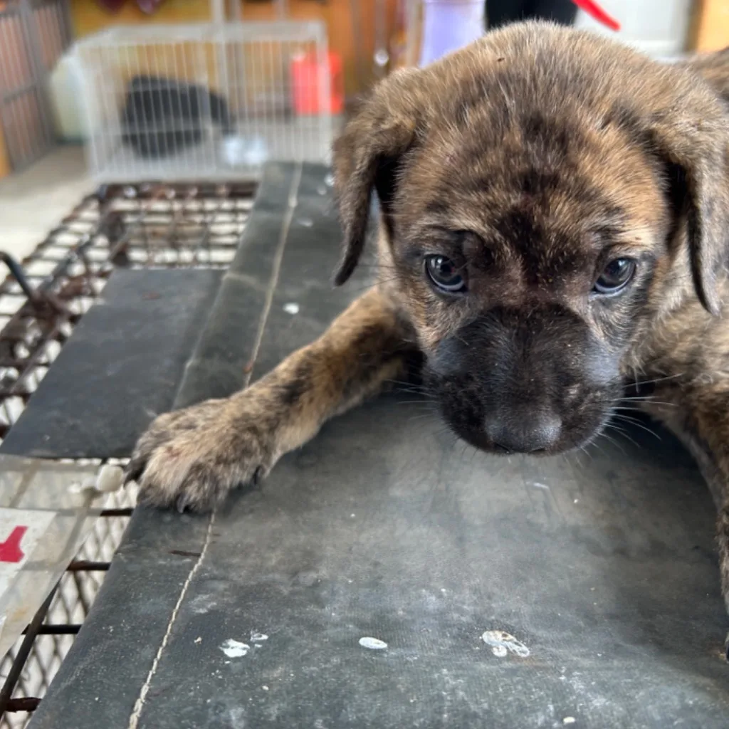 混種犬