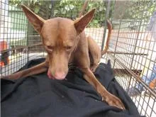 混種犬