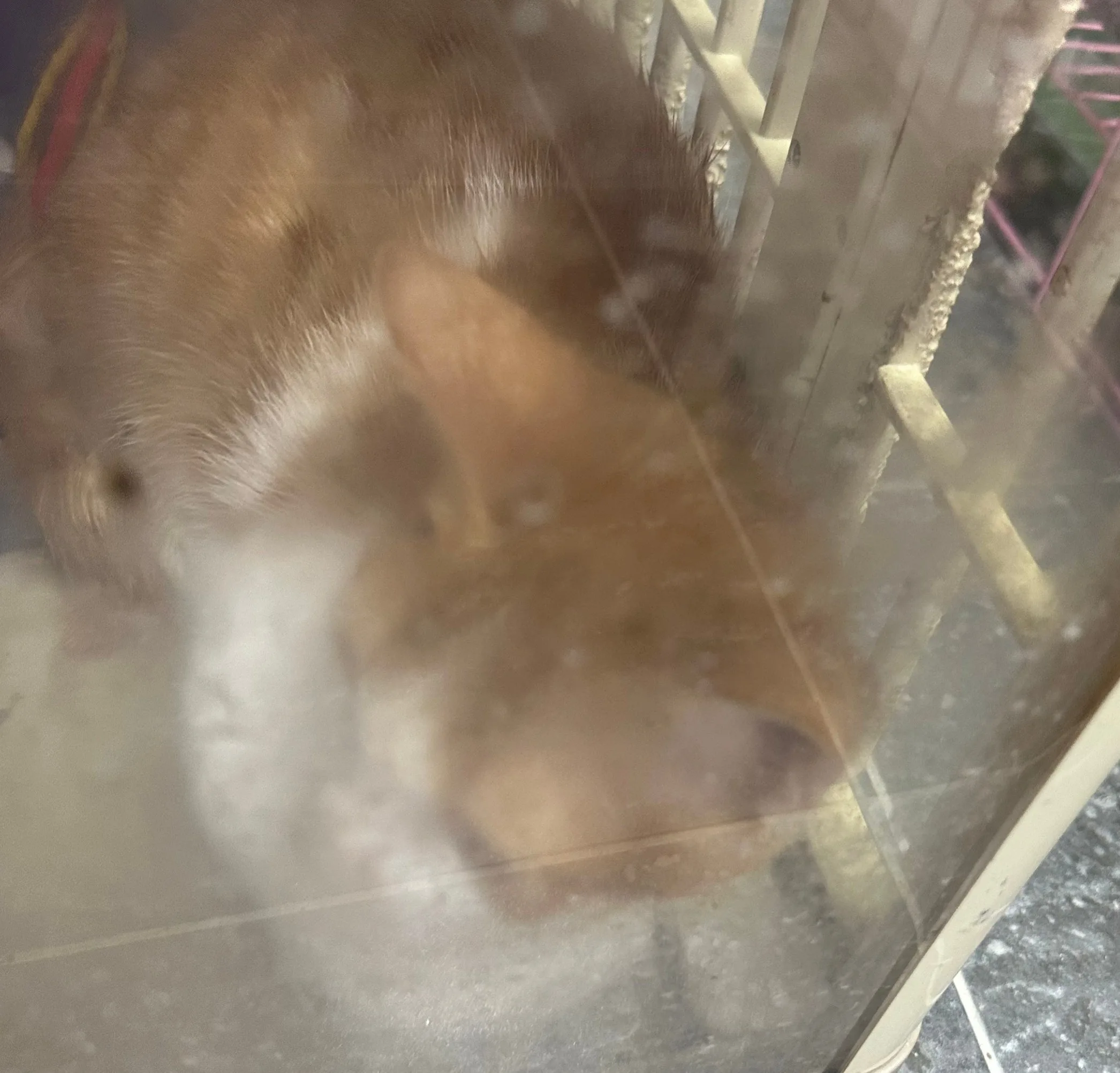 混種貓