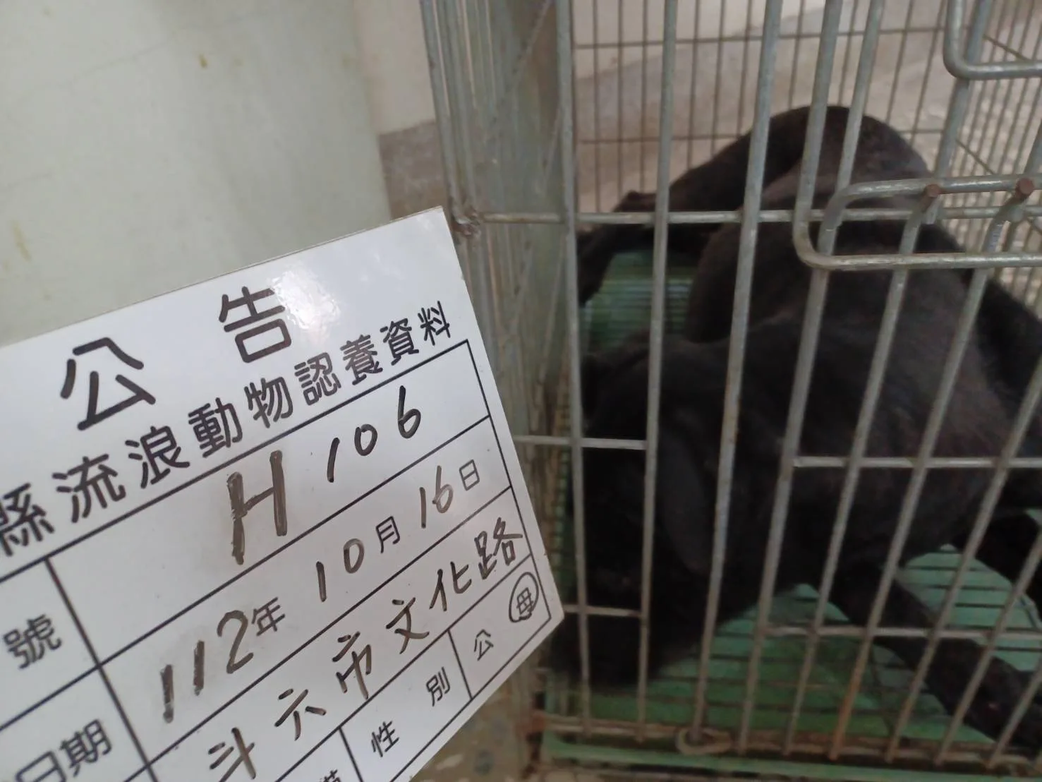 混種犬