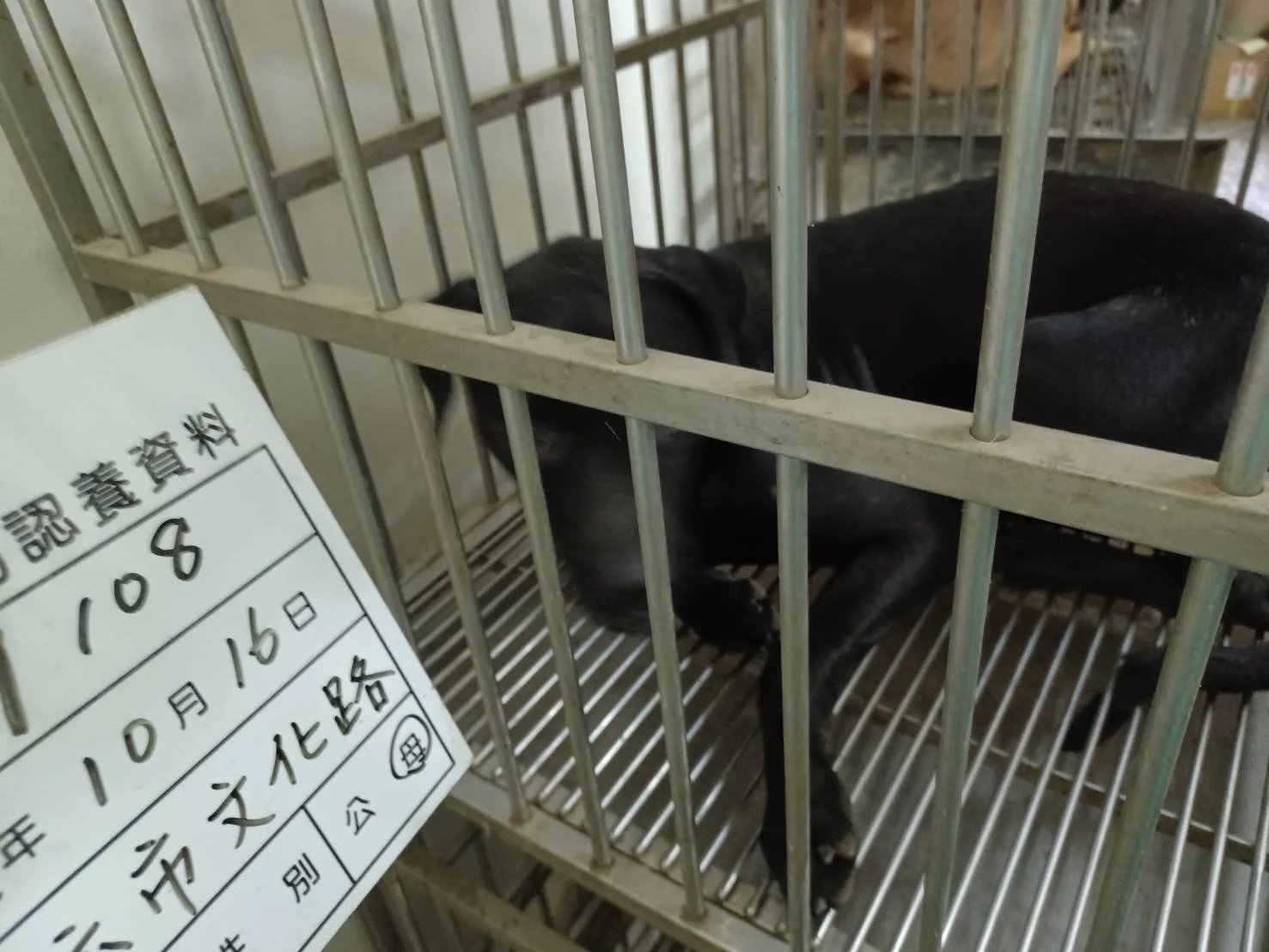 混種犬