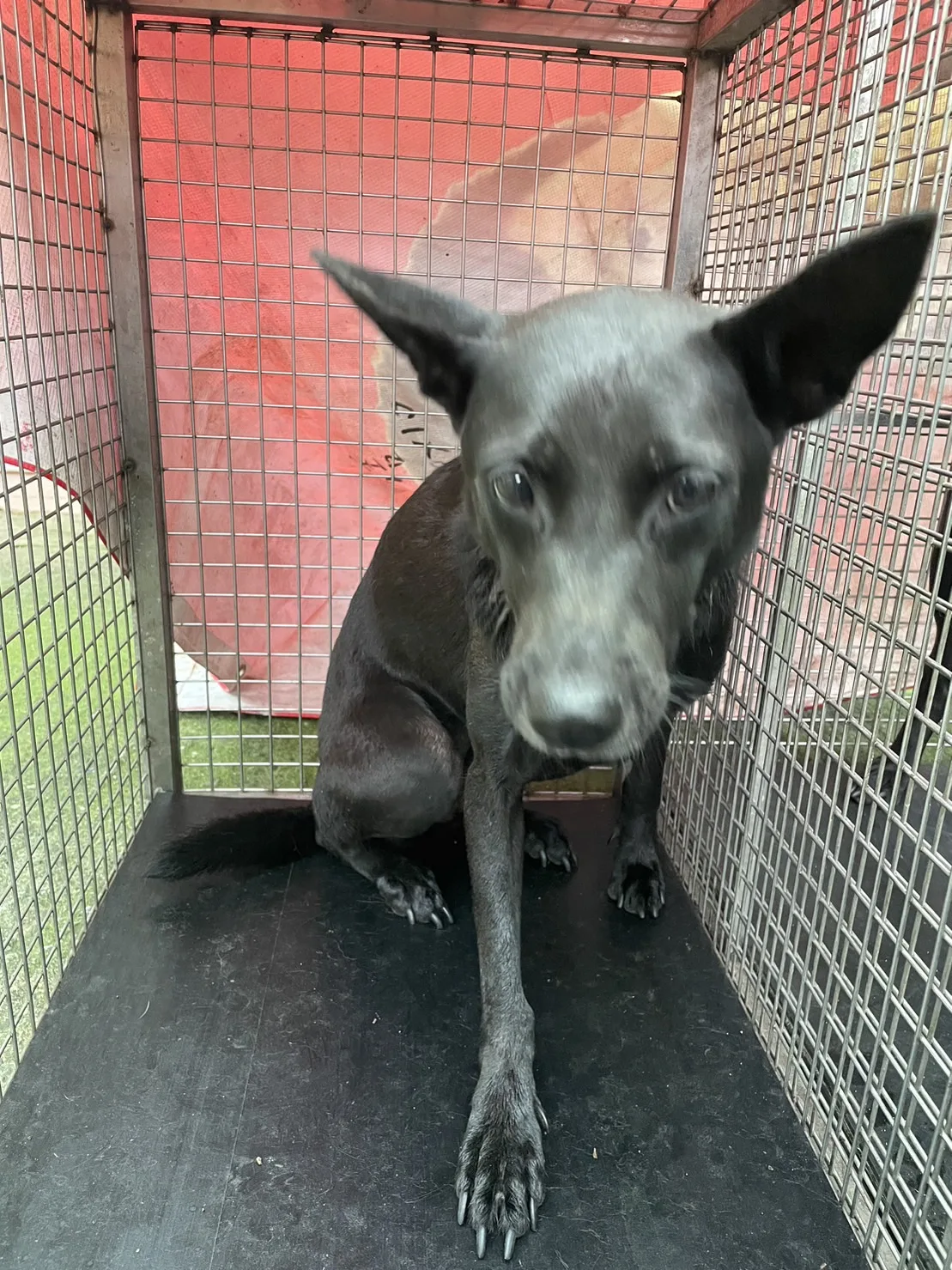 混種犬