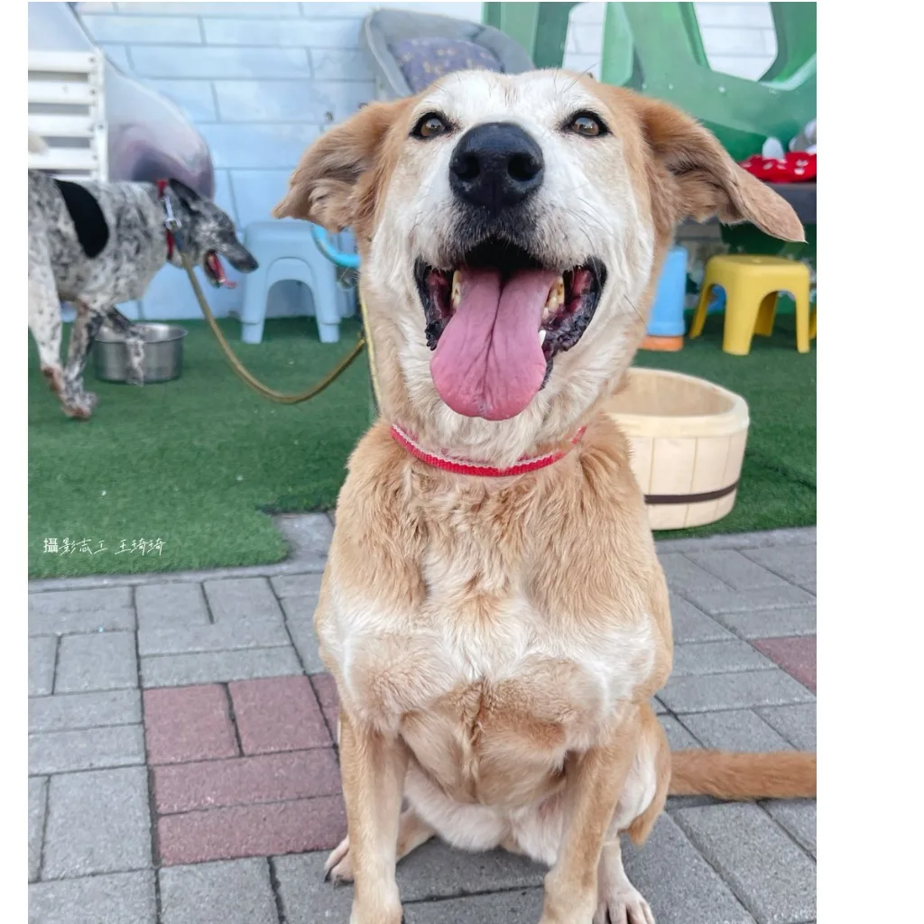混種犬
