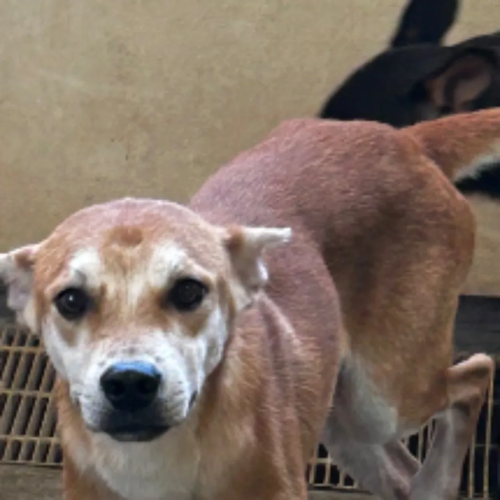 混種犬