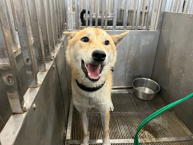 柴犬