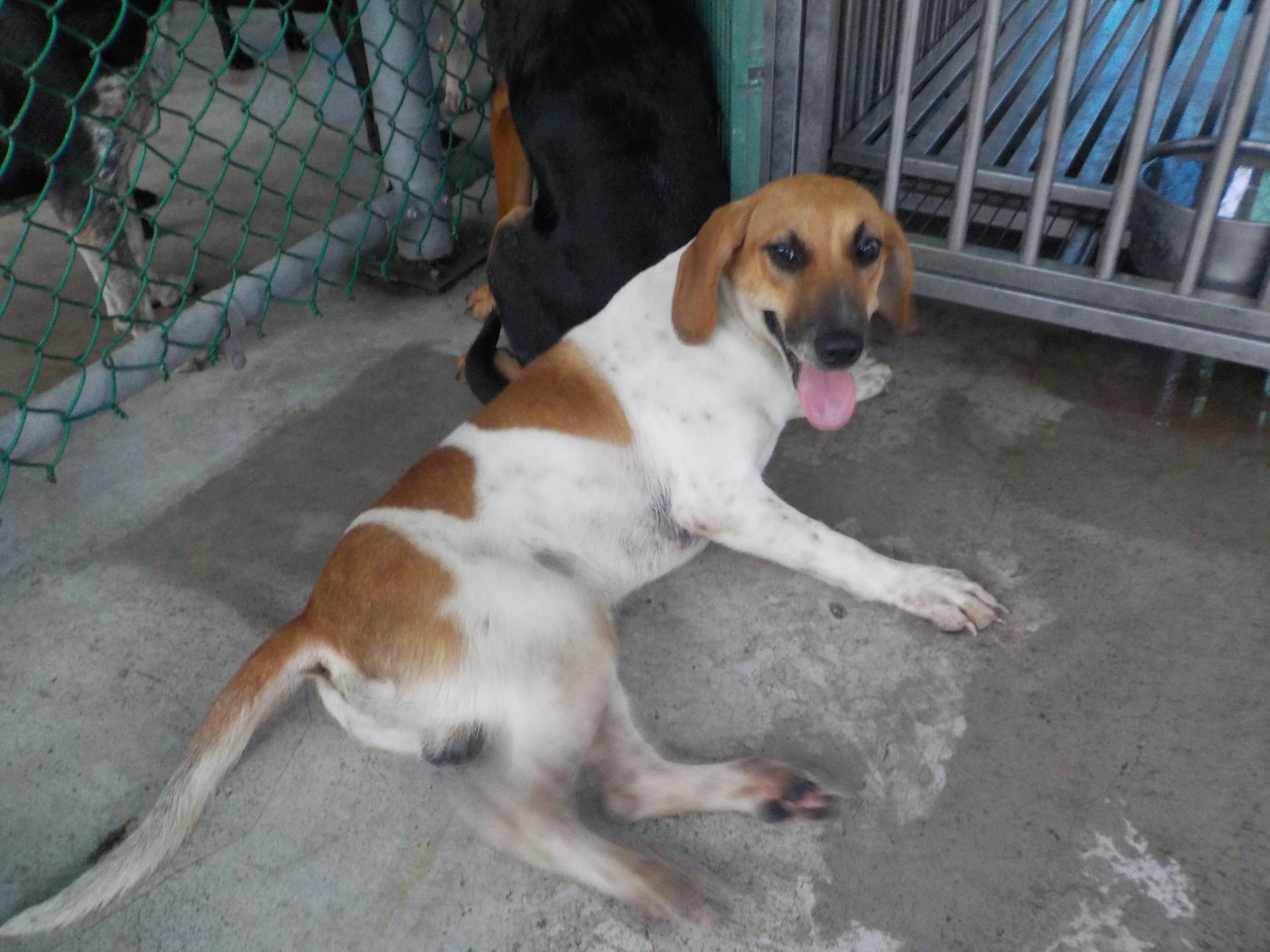 混種犬