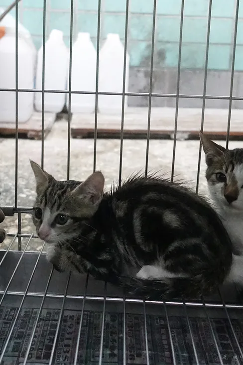 混種貓