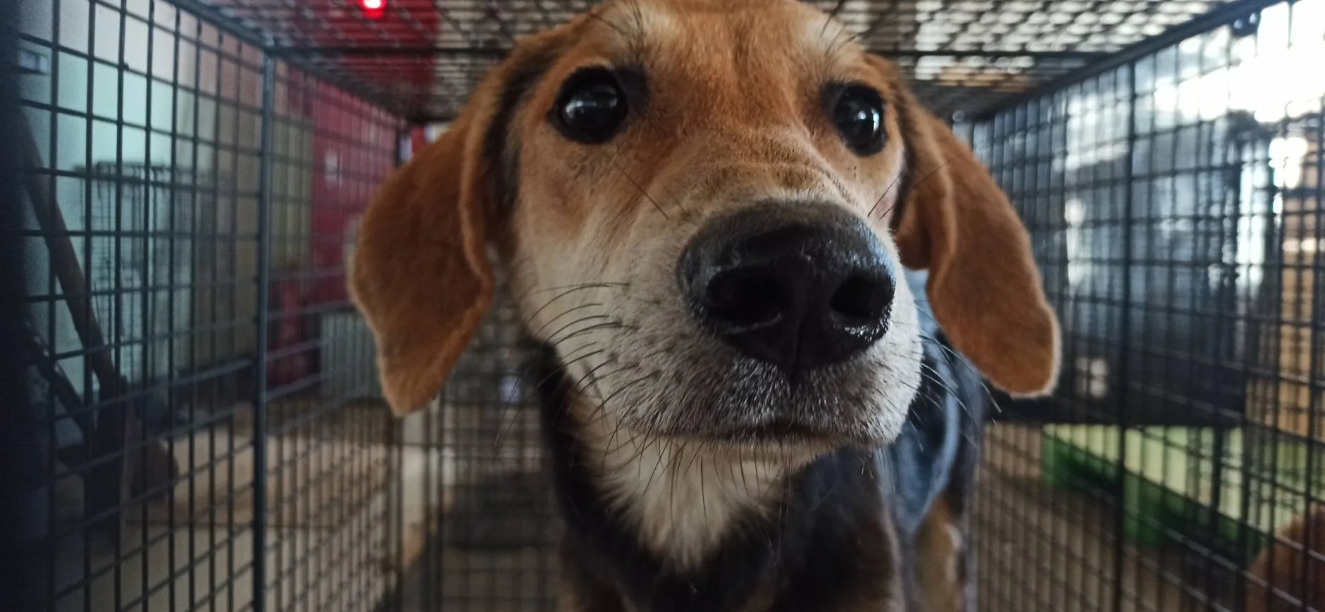 混種犬