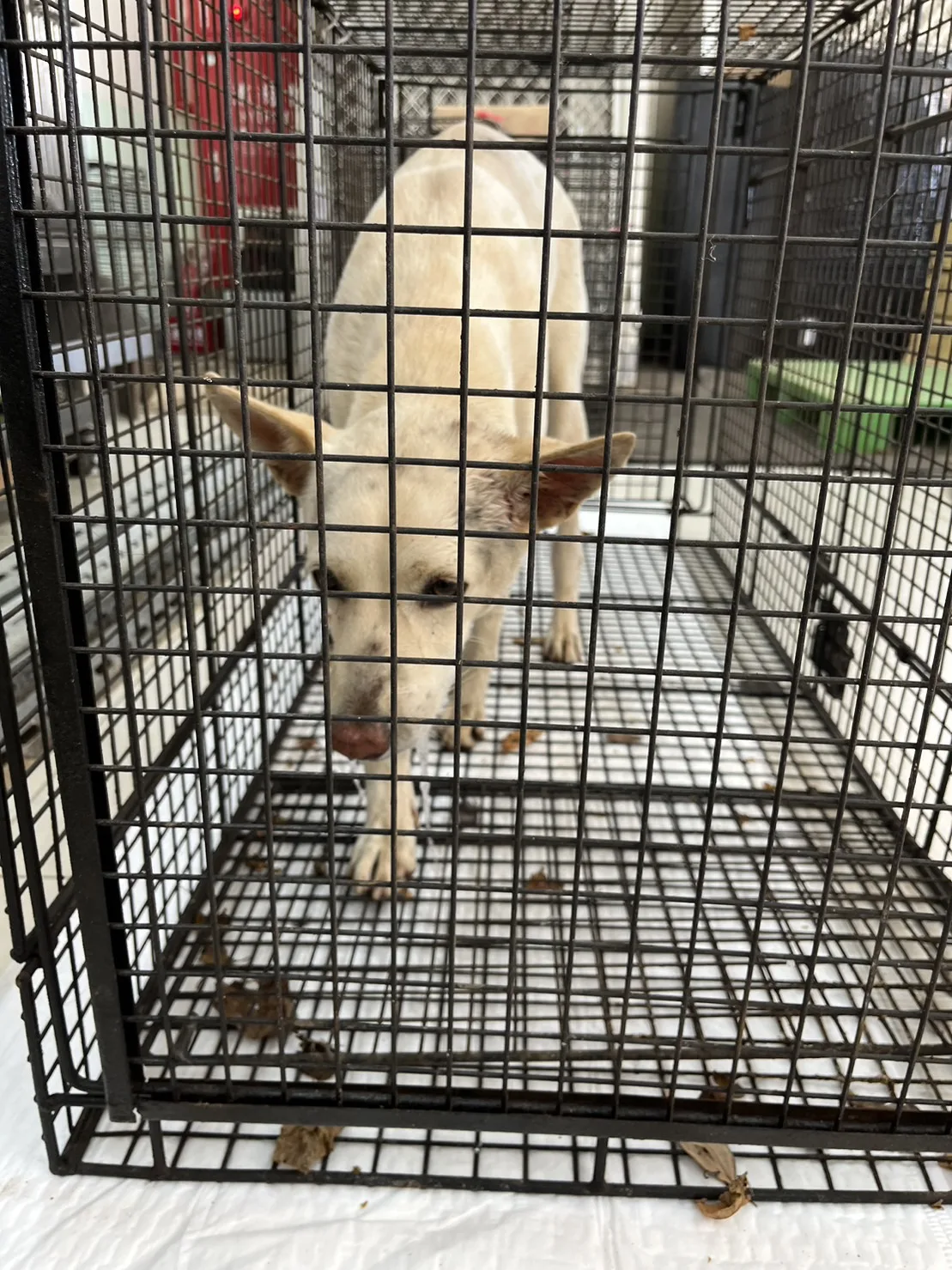 混種犬