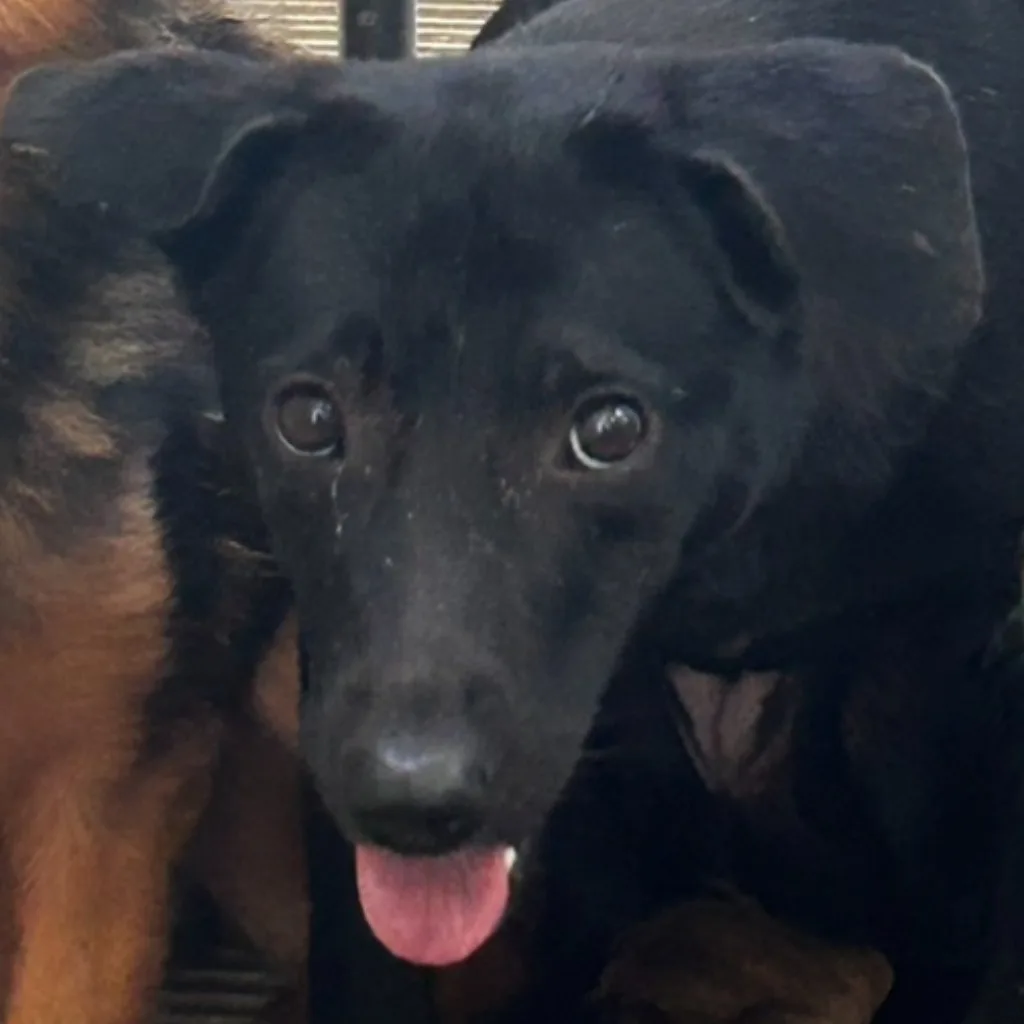 混種犬