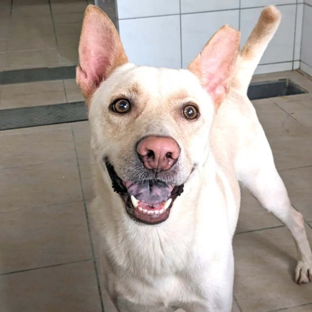 混種犬