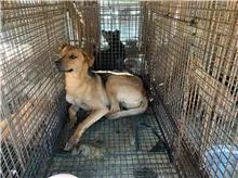 混種犬