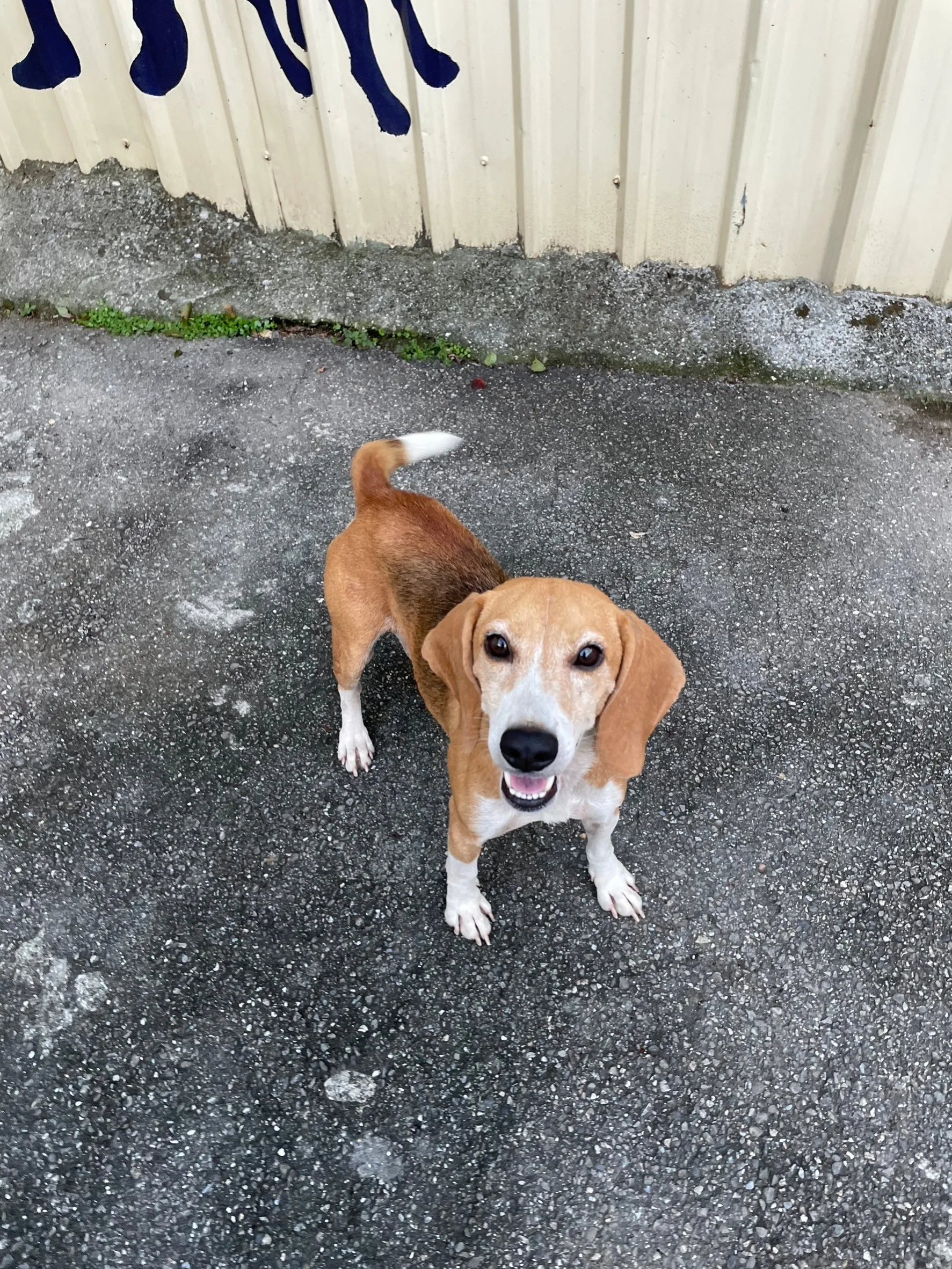 米格魯犬