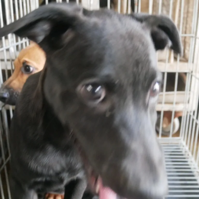 混種犬