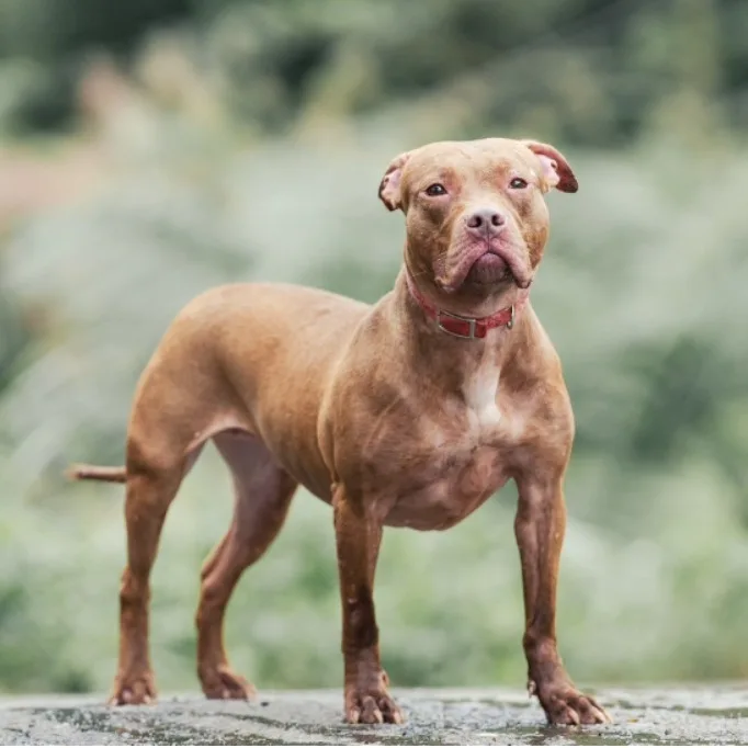 比特犬