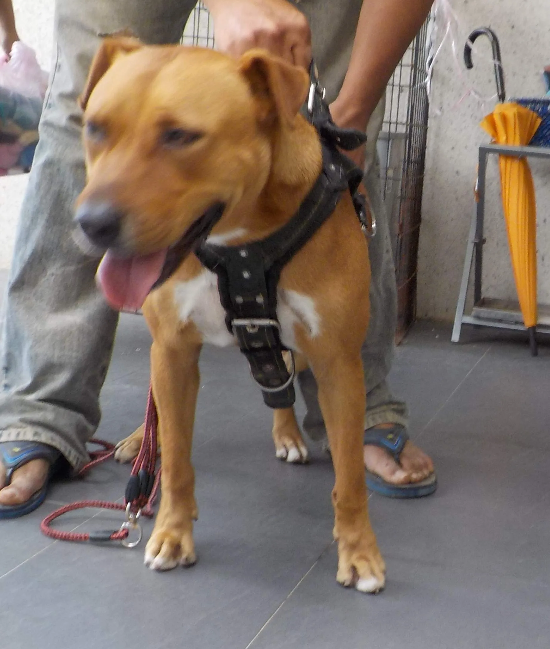 混種犬