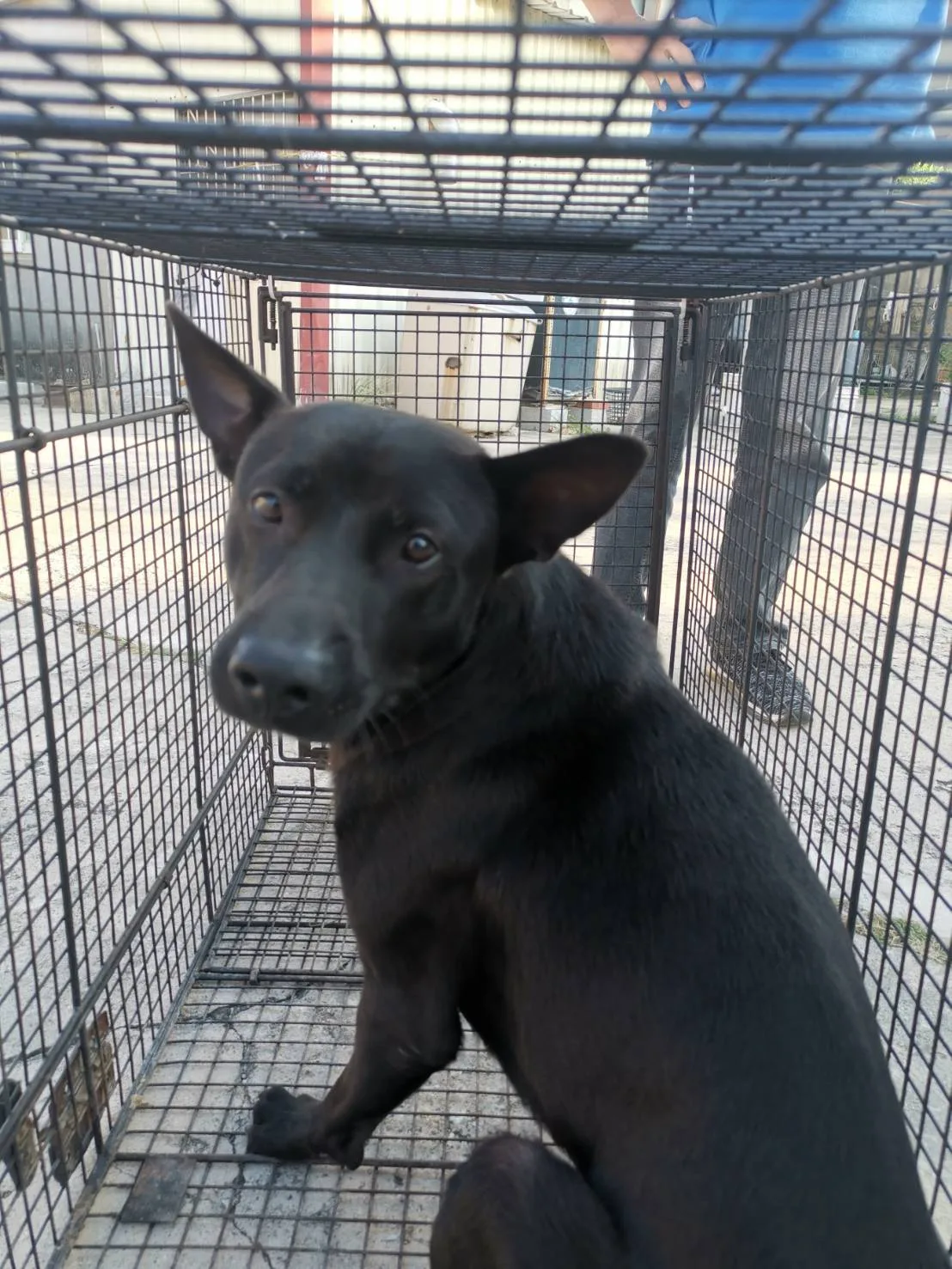 混種犬