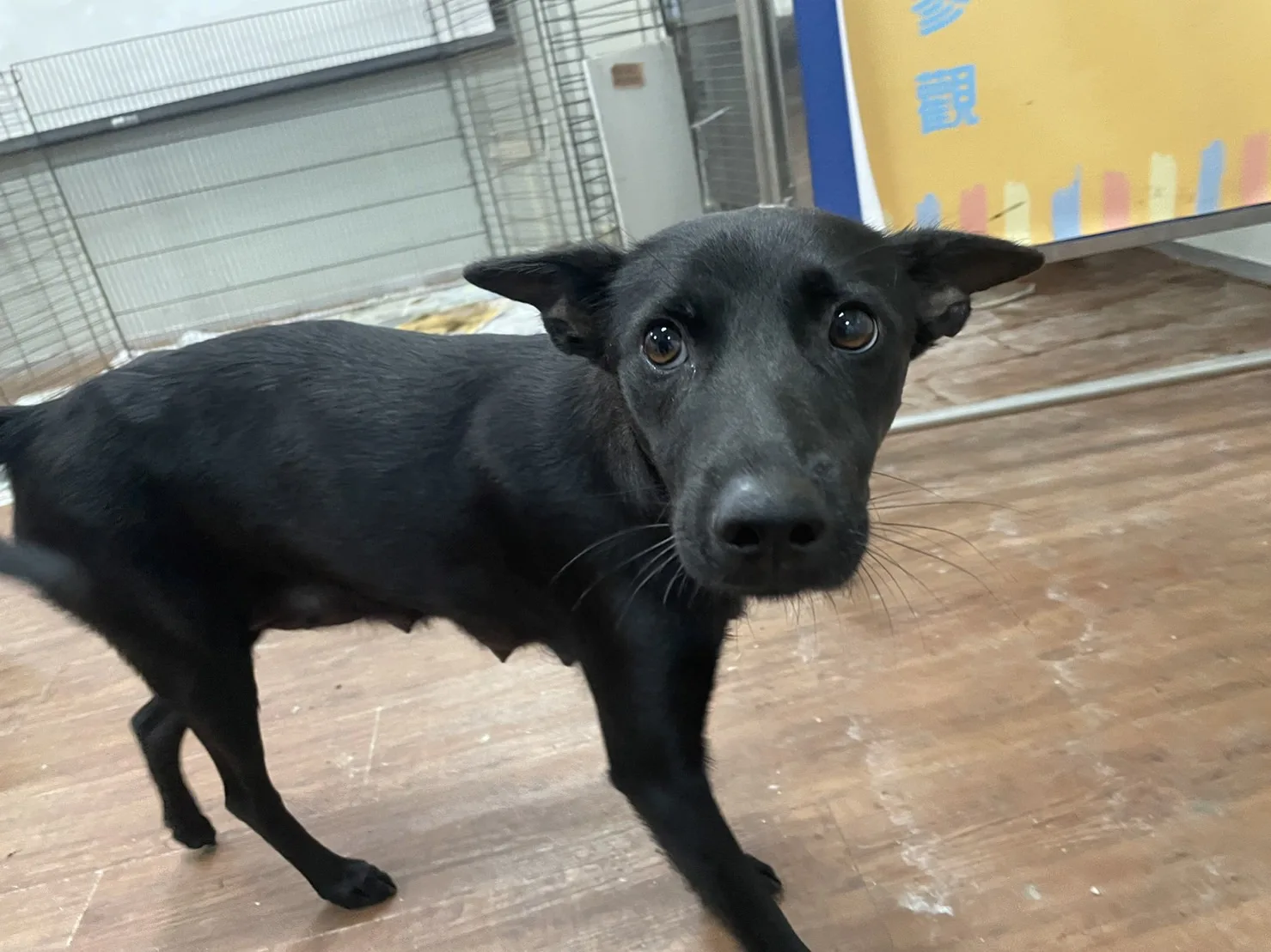 混種犬