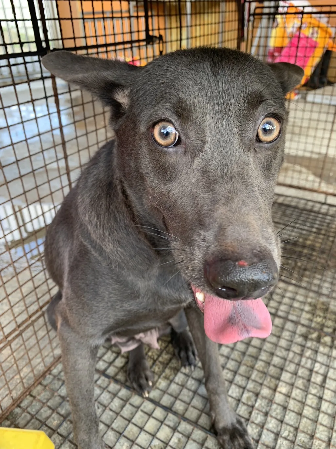 混種犬