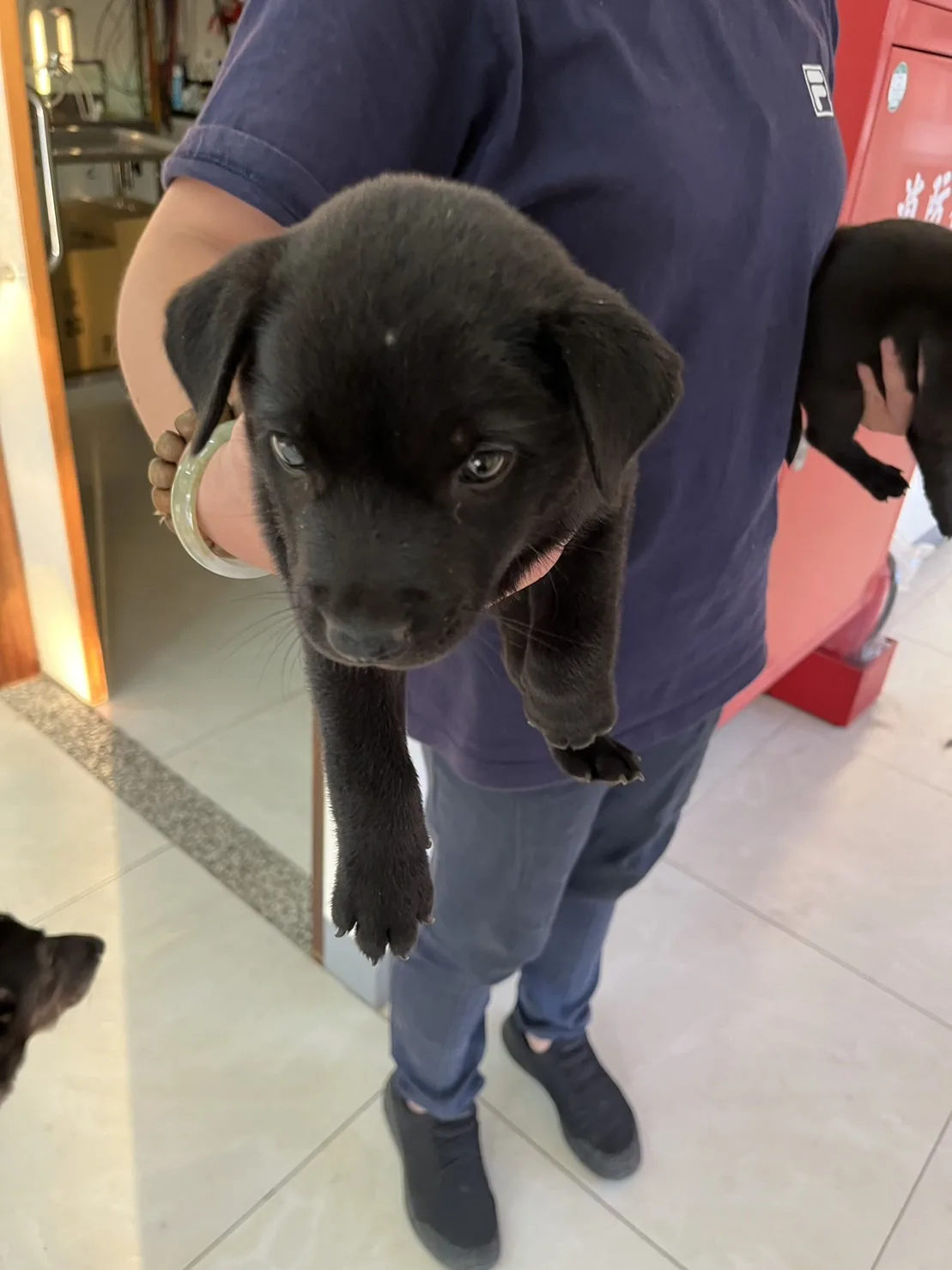 混種犬