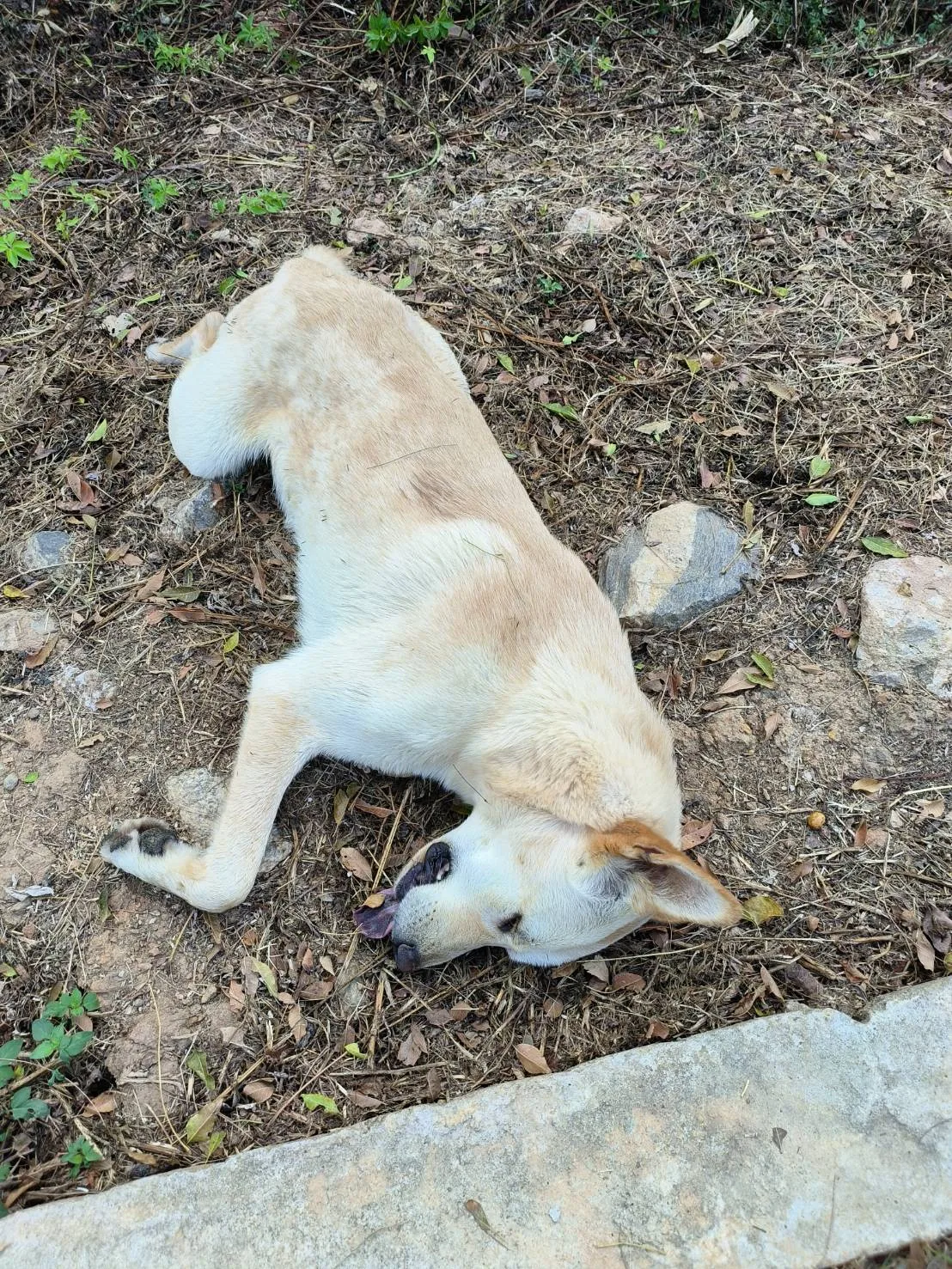 混種犬