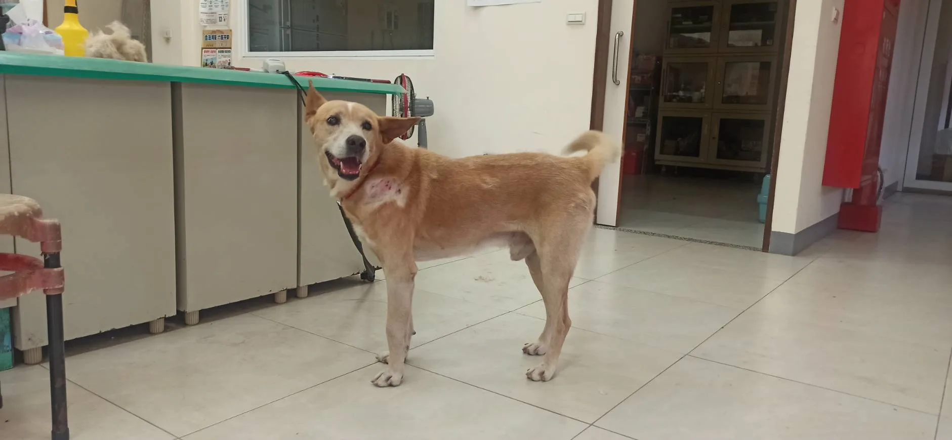 混種犬