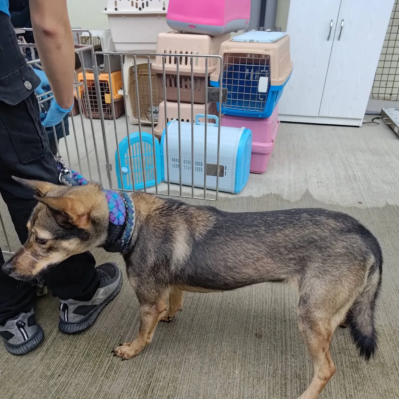 混種犬