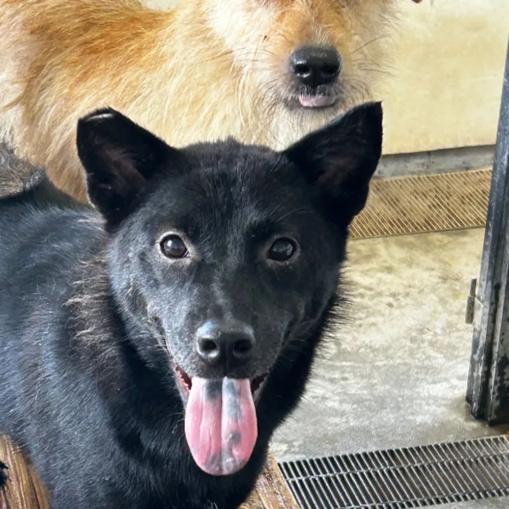 混種犬