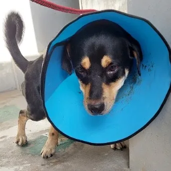 混種犬