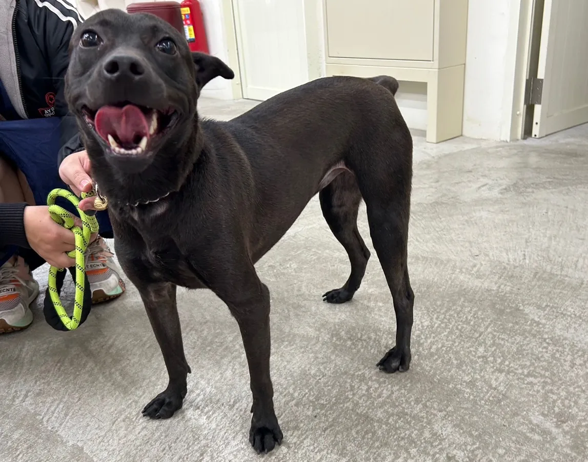 混種犬