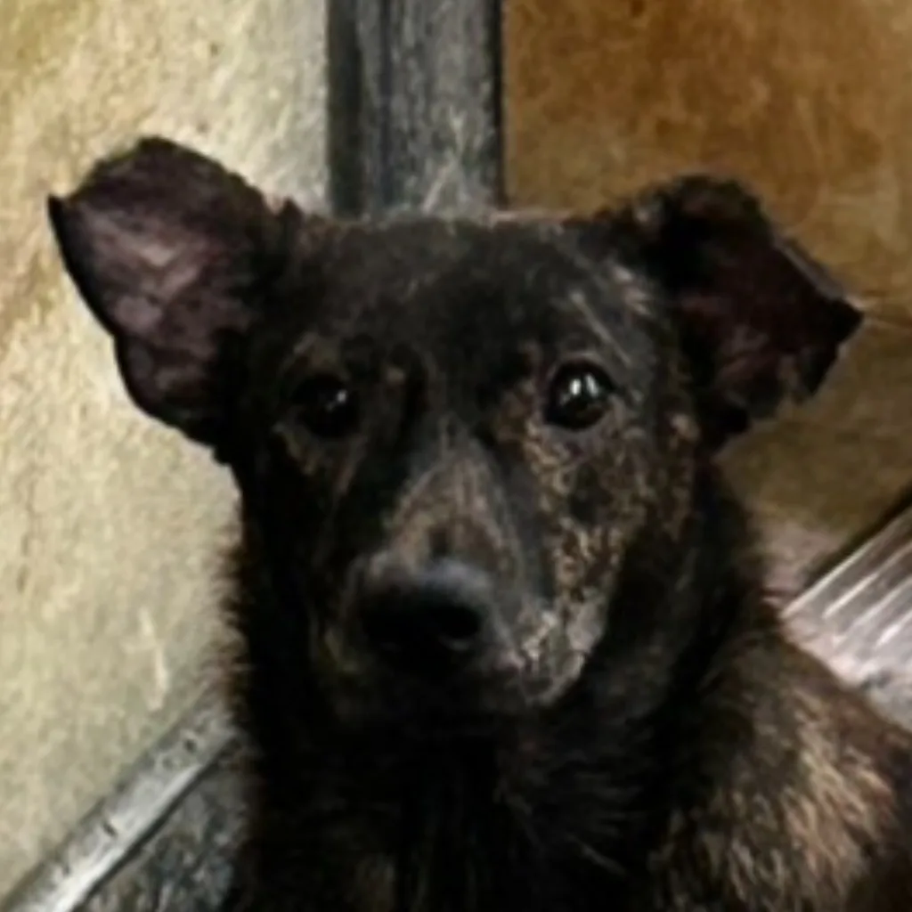 混種犬