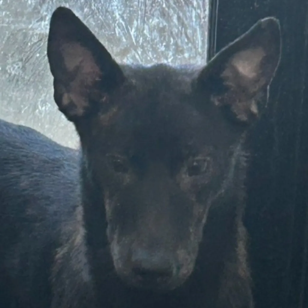 混種犬