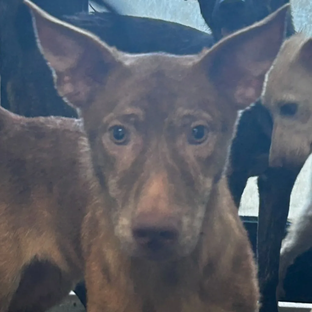 混種犬